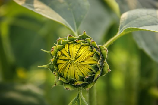 Close up of a young sunflower bud tightly closed showcasing its developing petals and green sepals. photo