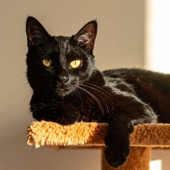 Beautiful black feline lounging on a perch in sunlight, gazing at the camera photo