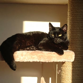 Stunning black cat basking in sunlight on a cat tree, gazing at the camera photo