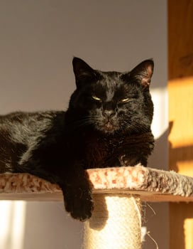 Beautiful black feline lounging on a perch in sunlight, gazing toward the camera photo