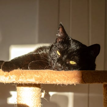 Beautiful black feline lounging on a cactus in the sunlight, gazing at the camera photo