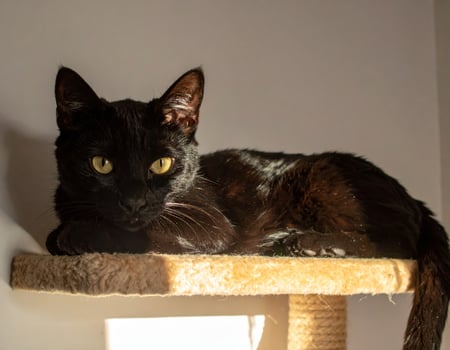 Stunning black feline basking in sunlight atop a cat tree, gazing at the camera photo