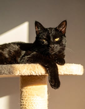 Beautiful black feline resting on a cat tree in the sunlight, gazing at the camera photo