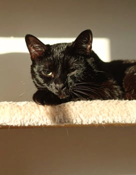 Beautiful black feline basking on a tree in sunlight, gazing at the camera photo