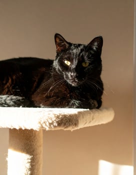 Beautiful black cat basking on a tree in sunlight, gazing at the camera photo