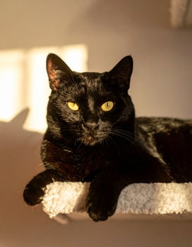 Beautiful black feline resting on a cat tower in sunlight, gazing into the camera photo