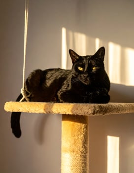 Beautiful black feline basking in sunlight atop a cat tree and gazing at the camera photo