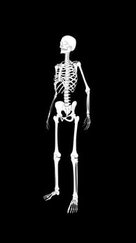 X-ray of a human skeleton against a dark background photo