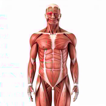 Anatomy of a man's muscular system displayed against a white backdrop, showcasing muscles without skin. photo