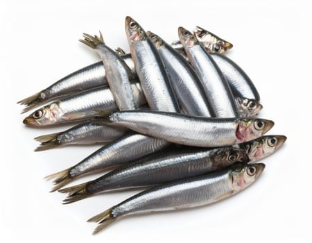 Close-up of a fish against a white backdrop photo