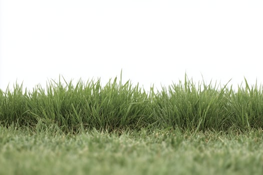 Green Grass Blades Against White Background photo