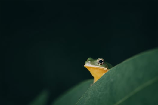 Green and Yellow Tree Frog on Leaf photo