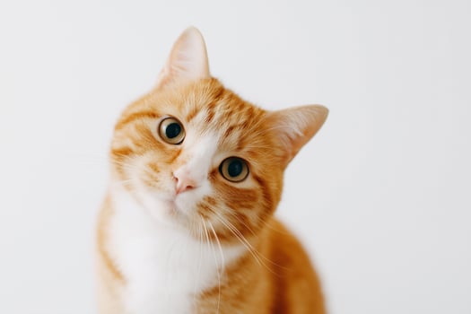 Orange Tabby Cat Head with Tilted Head photo