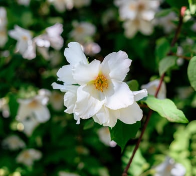 White Mock Orange Flowers with Green Leaves photo