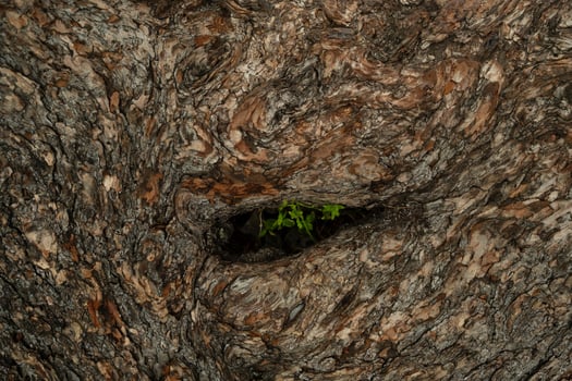 Tree bark texture with small green plant growing in hole. photo