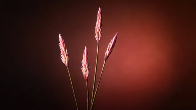 Close-up of four delicate pinkish-red flower stalks photo