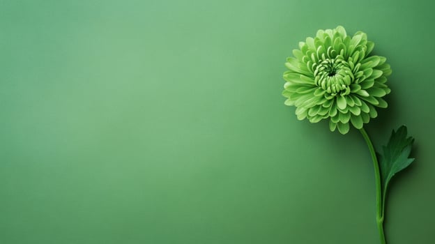 Single light green flower on a green background photo