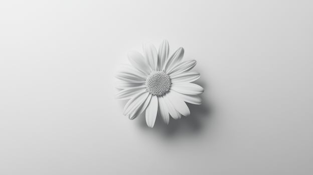 Monochrome daisy on a white background photo