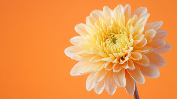 Close-up of a pale yellow flower against an orange background photo