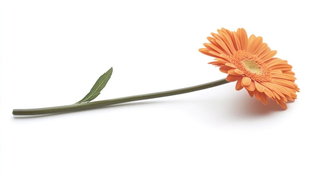 Single orange gerbera daisy on white background photo