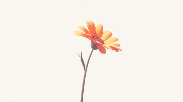 Soft orange flower on white background photo