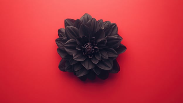 A black dahlia on a vibrant red backdrop photo