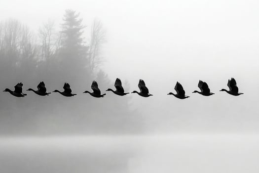 Geese flying over a lake in fog photo