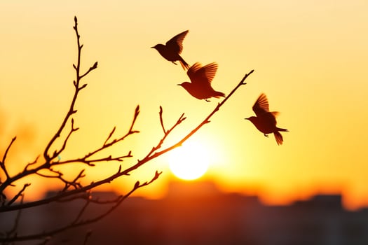 Birds flying in the sunset photo