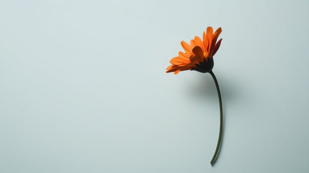 Single orange flower on light gray background photo