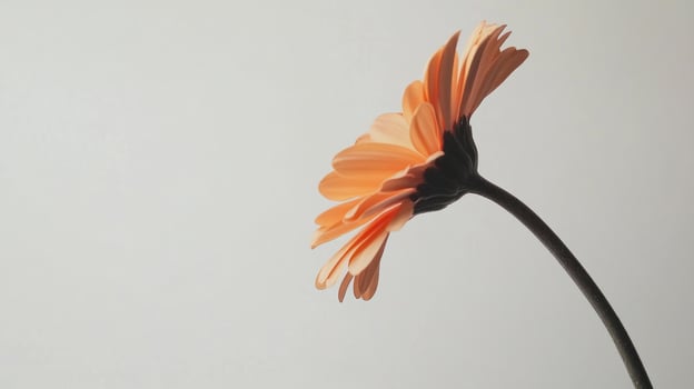 Peachy flower on light background photo