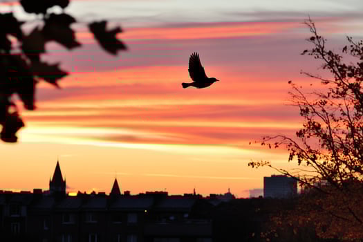 A bird flying over a city at sunset photo