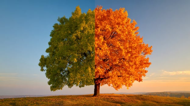 The landscape is lush green summer trees on one side and warm orange and red autumn foliage on the other. photo