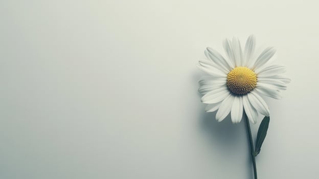 Single white daisy on a plain background photo