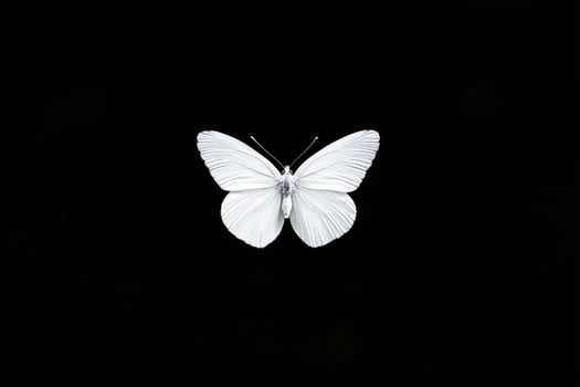 A white butterfly is shown on a black background photo