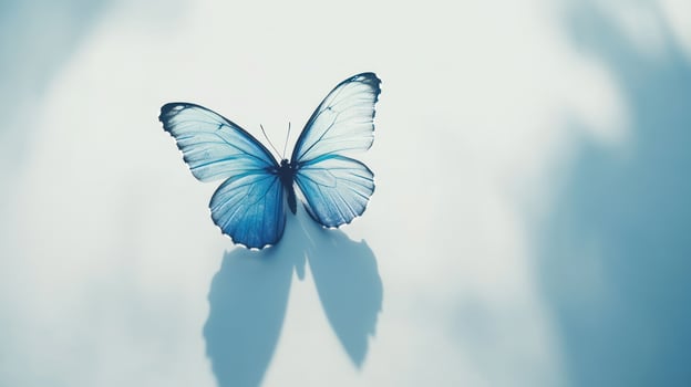 Delicate blue butterfly on a white background with shadows photo