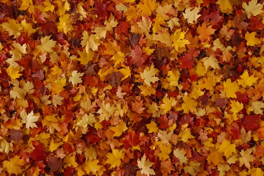 Autumn leaves background photo