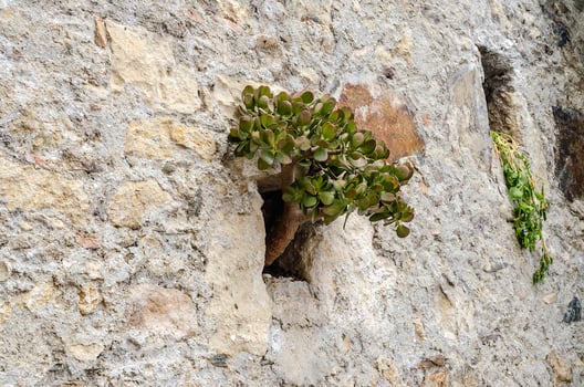 Wild plant growing on a stone wall photo