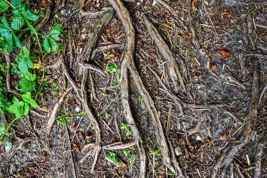Large roots growing on the ground in nature photo
