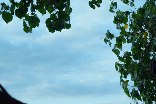 Tree branches framing a cloudy sky photo