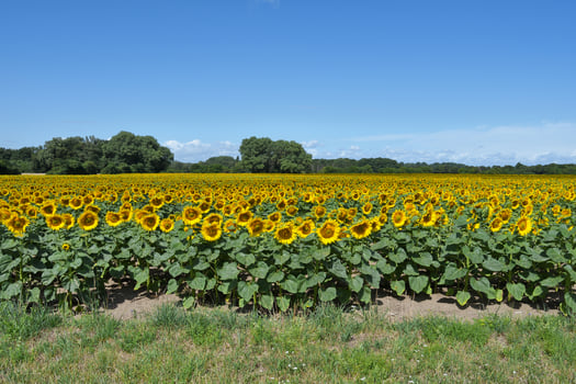 Landscape with Sunflower Field in Monheimer Rheinbogen Landscape Park,Monheim am Rhein,Germany photo