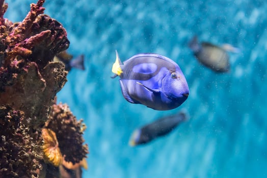 Closeup of a regal blue tang in aquarium environment photo