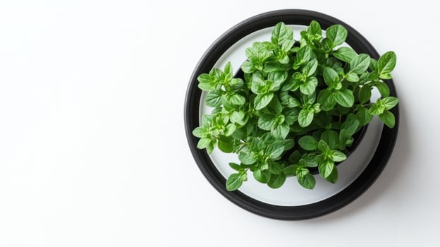 Fresh mint plant in a pot photo