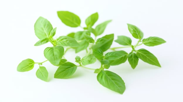 Fresh basil sprigs against white background photo