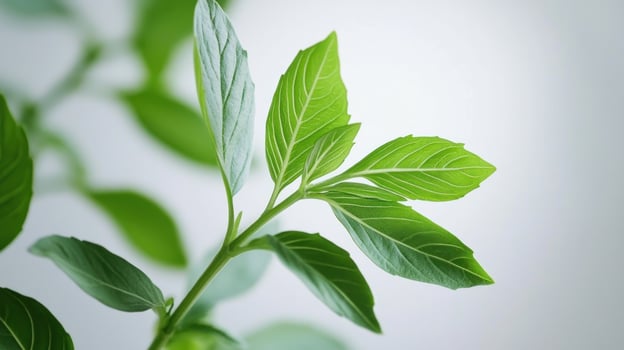 a close up of a plant with green leaves fresh photo