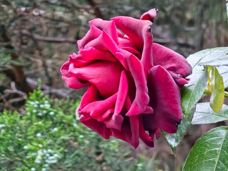 Close-up of a dark red rose in full bloom during spring, set against a softly blurred background. photo