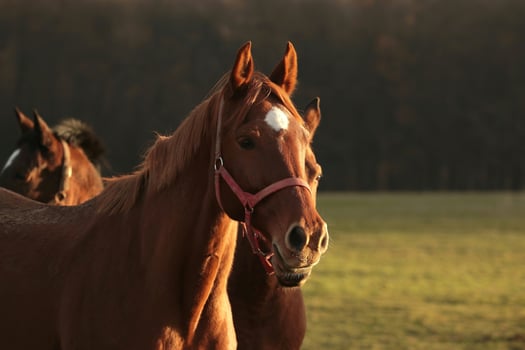 Horse at dusk, December photo