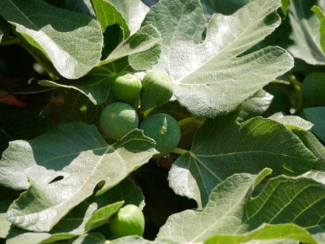 Young figs growing on a tree branch photo