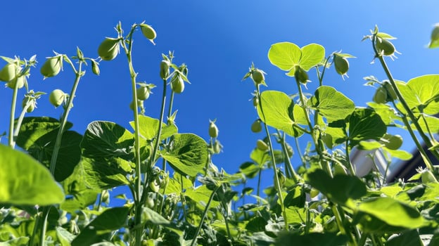 Green pods and leaves against a bright blue sky photo