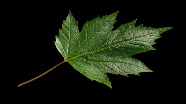 A single green leaf on a black background photo