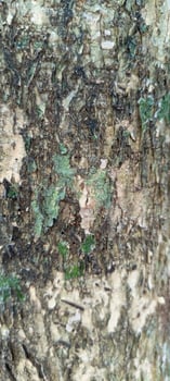 Tropical Green Plants Growing on Mossy Stone Path photo